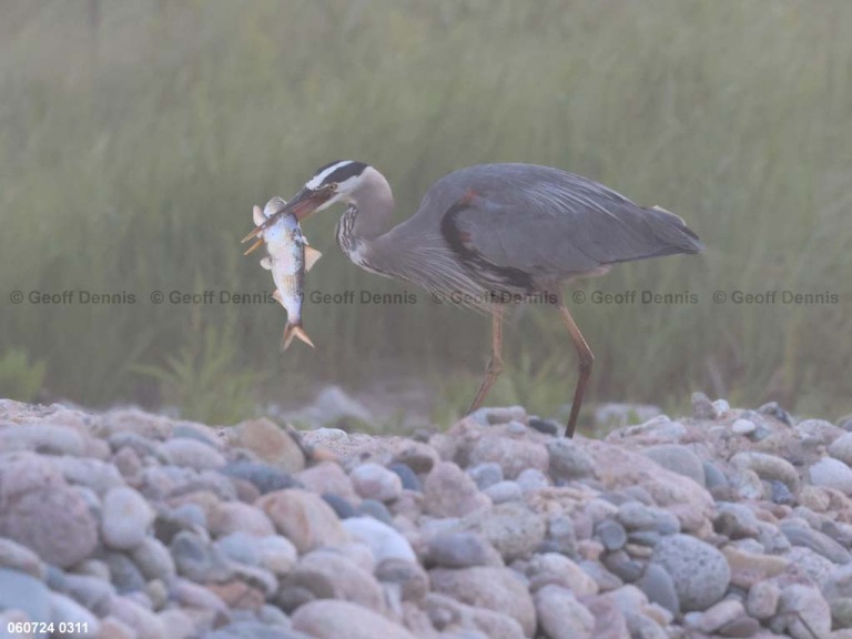 GBHE-BN_Great-Blue-Heron