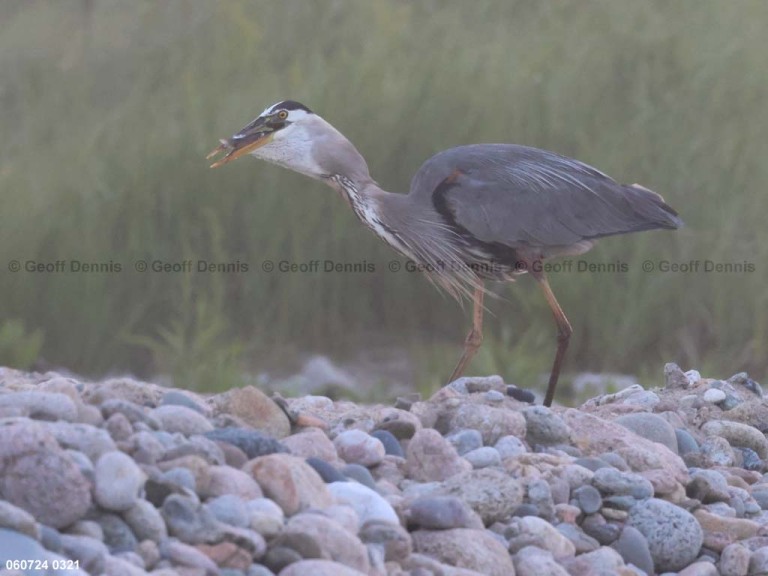 GBHE-BO_Great-Blue-Heron