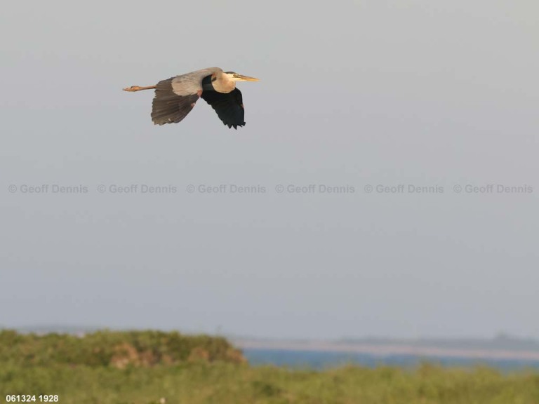 GBHE-BP_Great-Blue-Heron