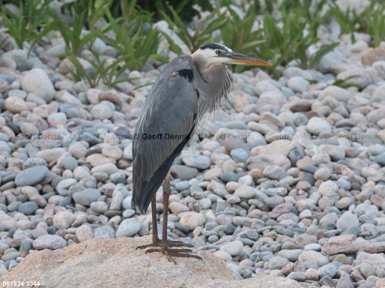 GBHE-BQ_Great-Blue-Heron