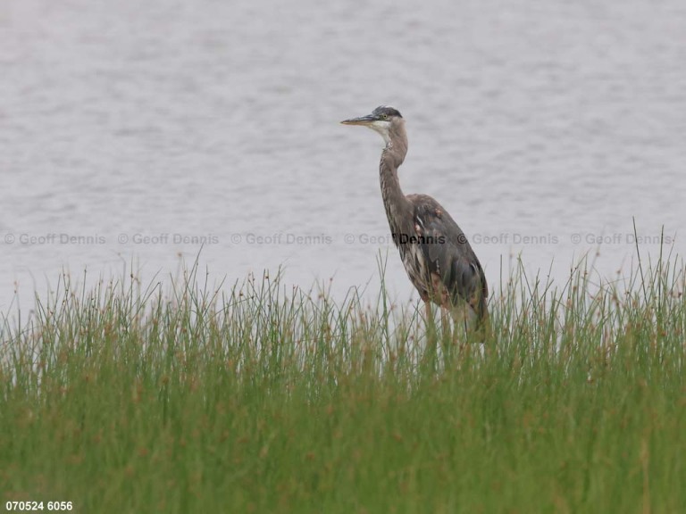 GBHE-BR_Great-Blue-Heron