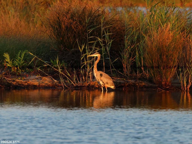 GBHE-BS_Great-Blue-Heron