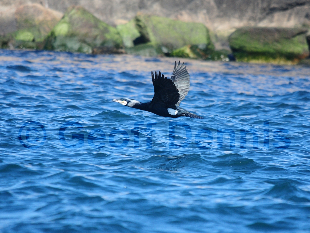 GRCO-AB_Great-Cormorant