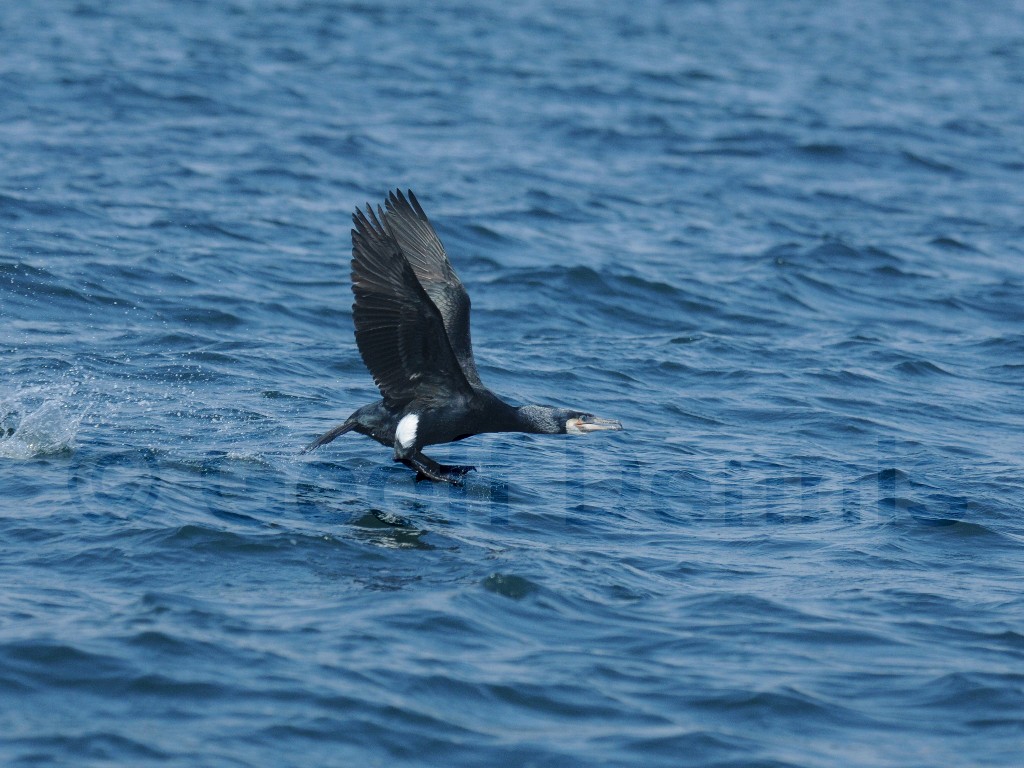 GRCO-AC_Great-Cormorant