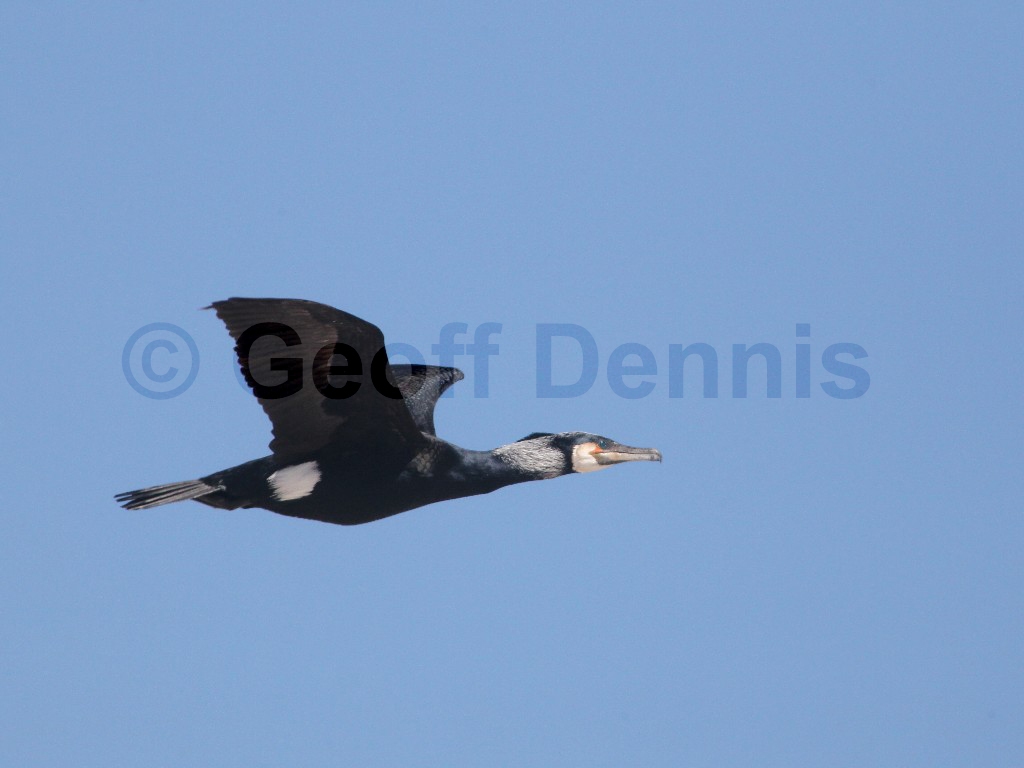 GRCO-AD_Great-Cormorant