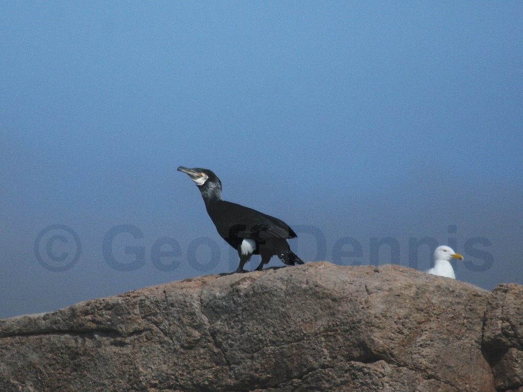 GRCO-AF_Great-Cormorant