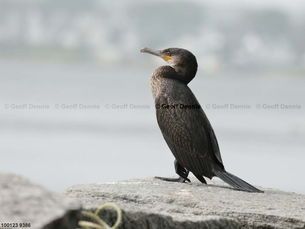 GRCO-AL_Great-Cormorant