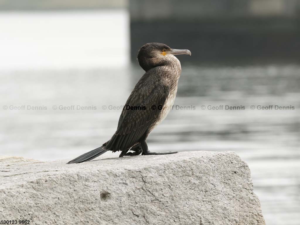 GRCO-AP_Great-Cormorant