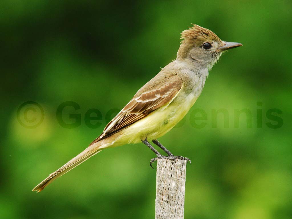 GCFL-AA_Great-crested-Flycatcher