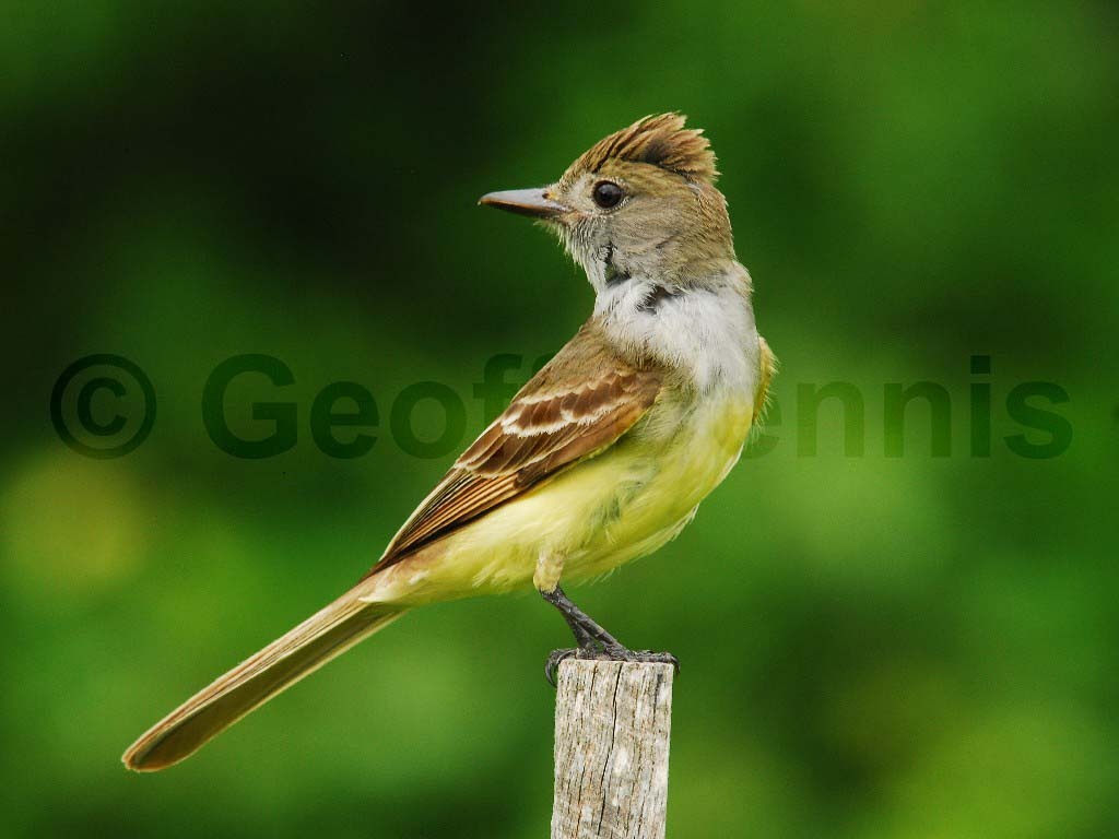 GCFL-AB_Great-crested-Flycatcher
