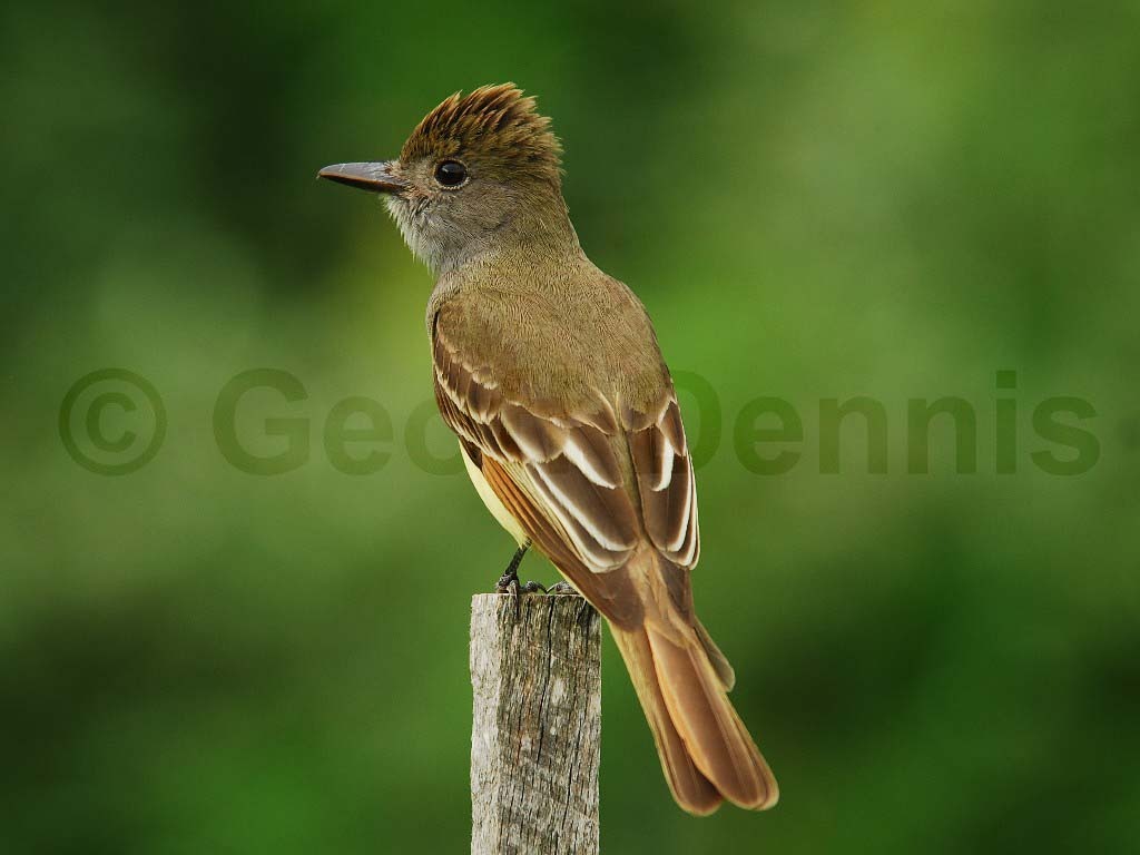 GCFL-AC_Great-crested-Flycatcher