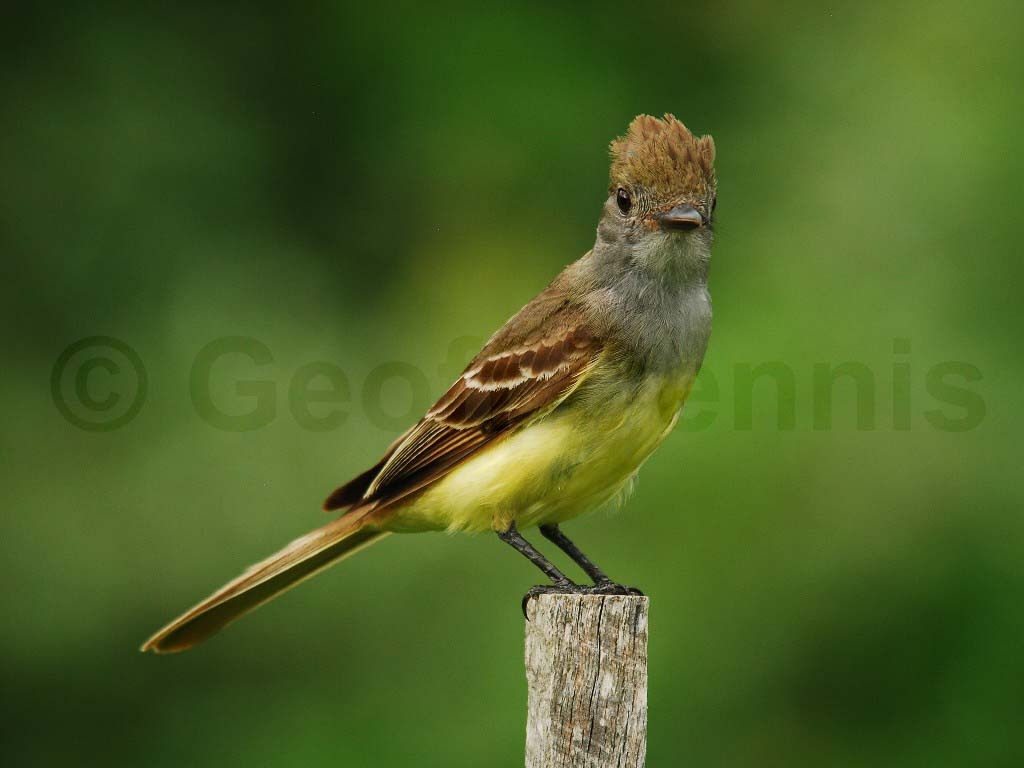 GCFL-AD_Great-crested-Flycatcher