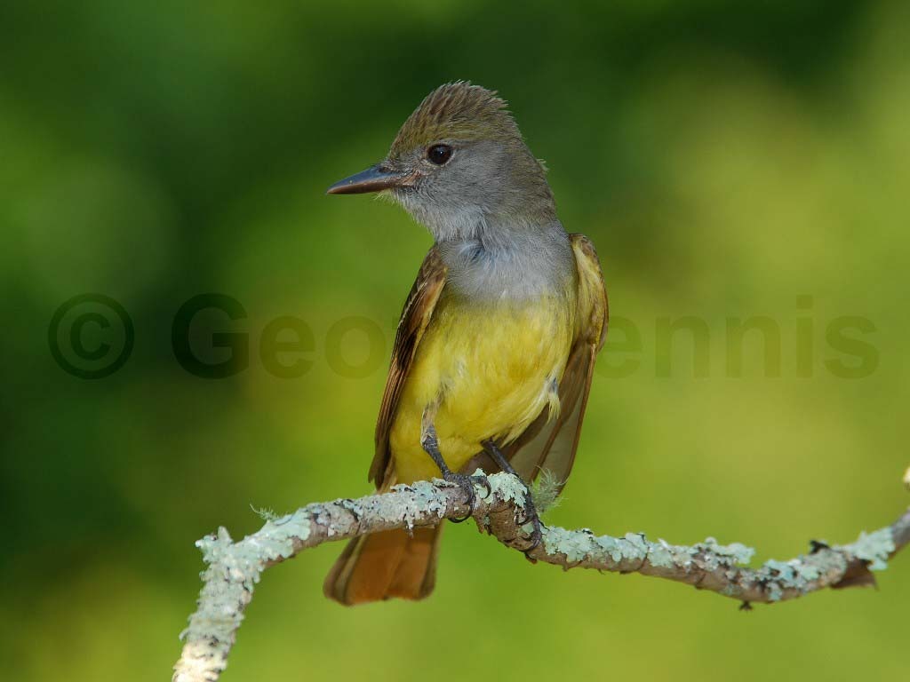 GCFL-AE_Great-crested-Flycatcher