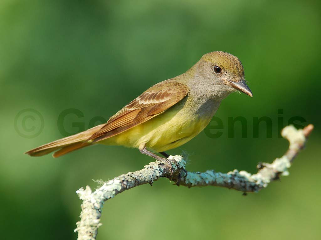GCFL-AF_Great-crested-Flycatcher