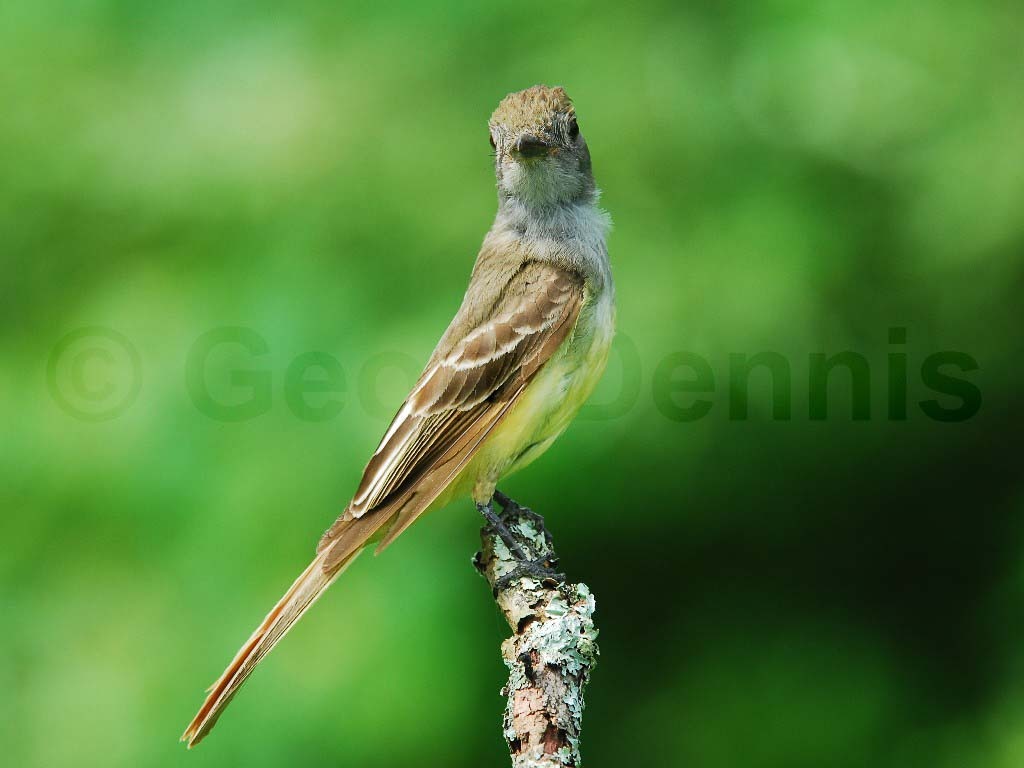 GCFL-AG_Great-crested-Flycatcher