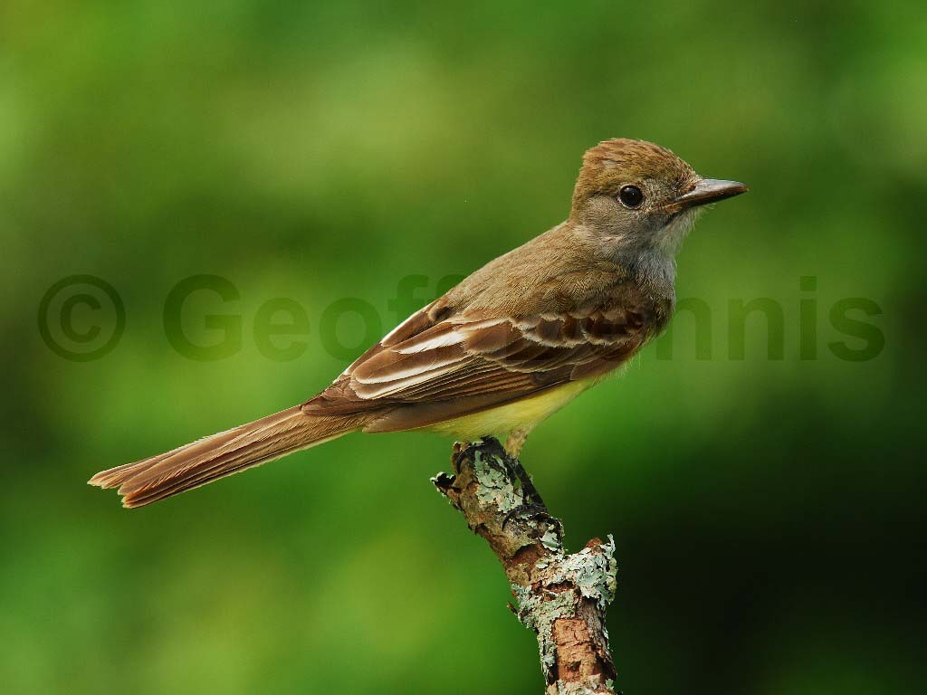 GCFL-AH_Great-crested-Flycatcher