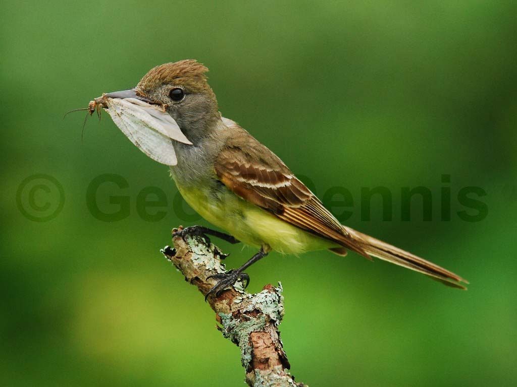 GCFL-AI_Great-crested-Flycatcher