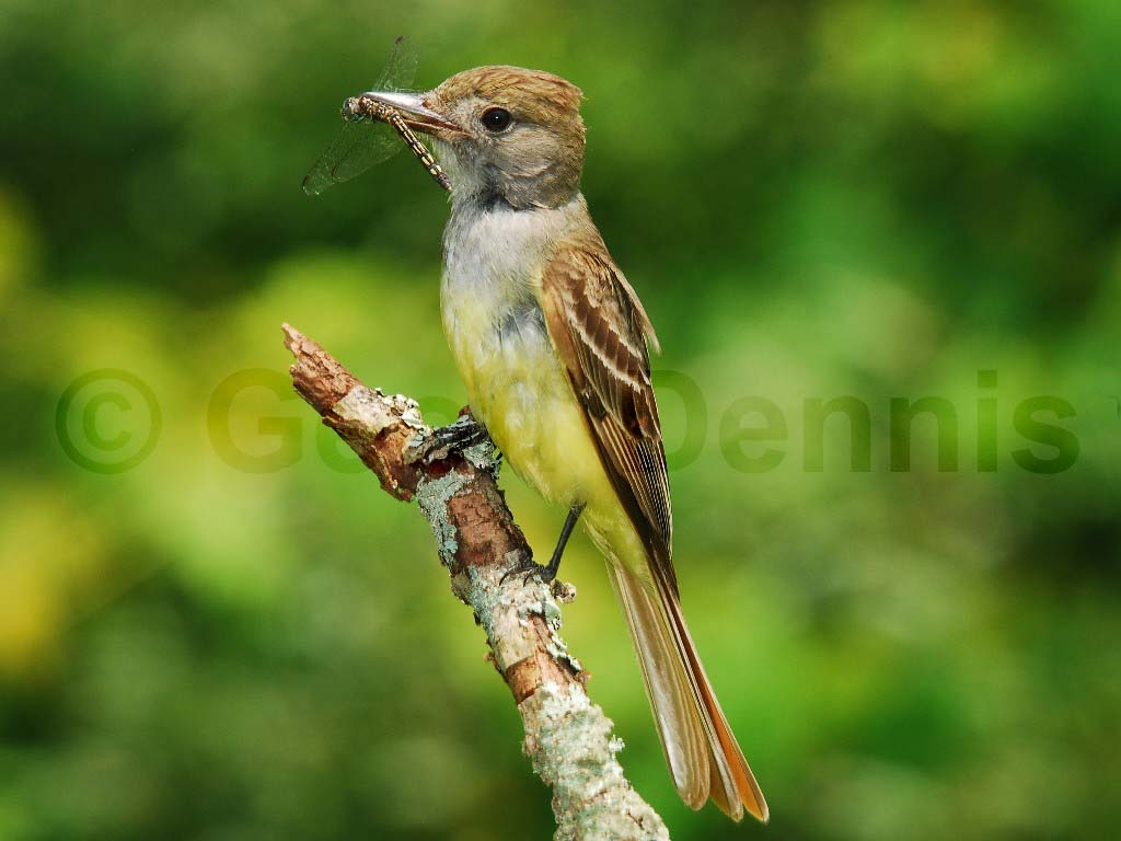 GCFL-AJ_Great-crested-Flycatcher