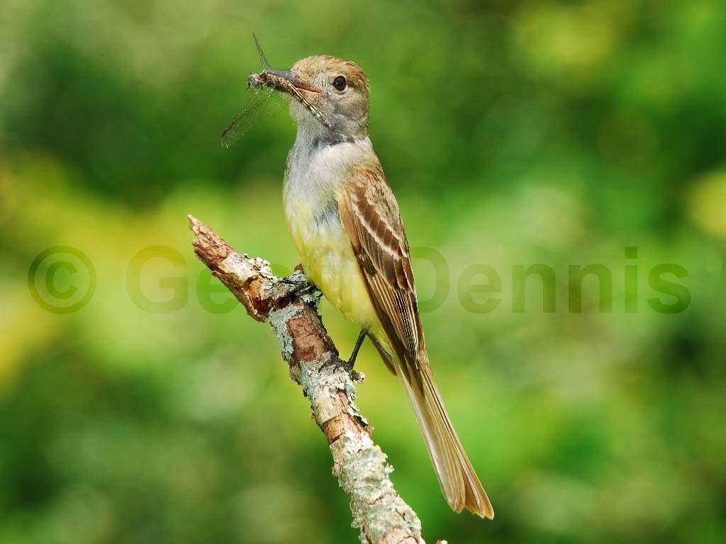 GCFL-AK_Great-crested-Flycatcher