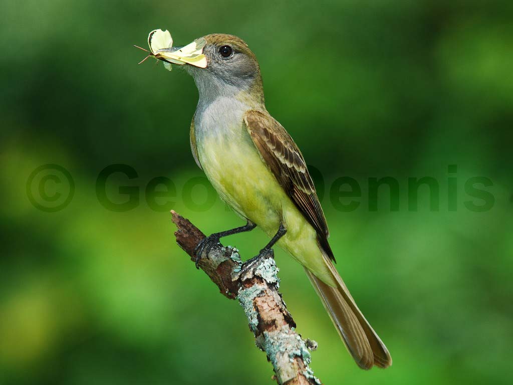 GCFL-AL_Great-crested-Flycatcher