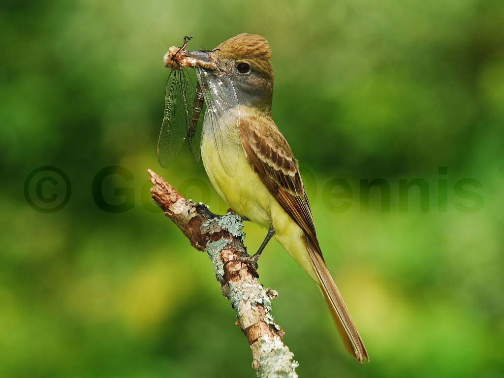 GCFL-AM_Great-crested-Flycatcher