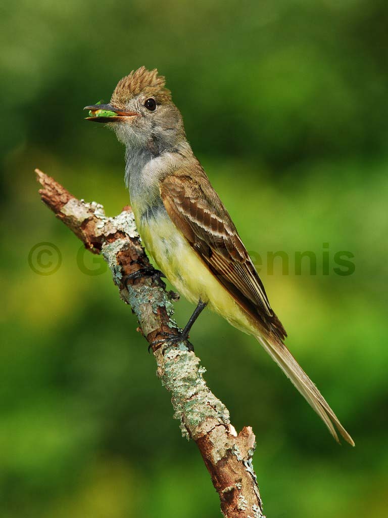 GCFL-AN_Great-crested-Flycatcher