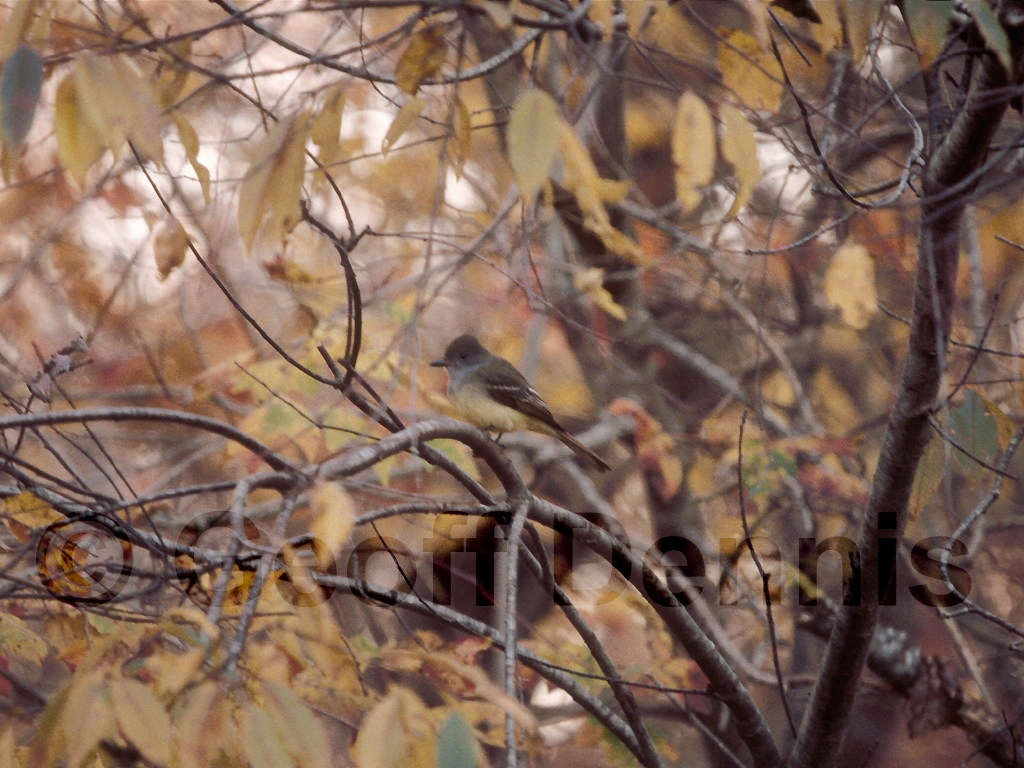 GCFL-AO_Great-crested-Flycatcher
