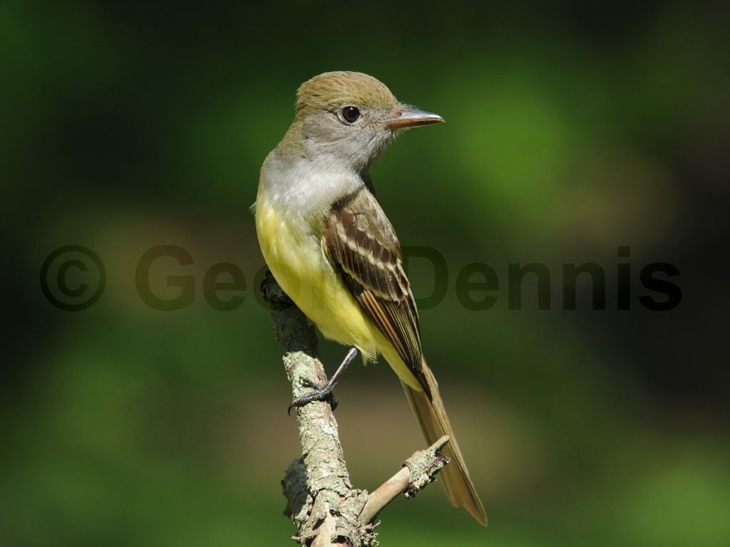 GCFL-AP_Great-crested-Flycatcher