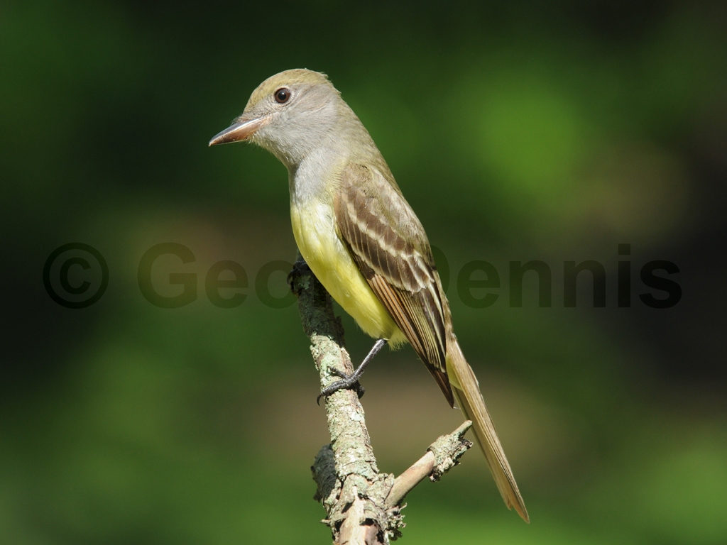 GCFL-AQ_Great-crested-Flycatcher