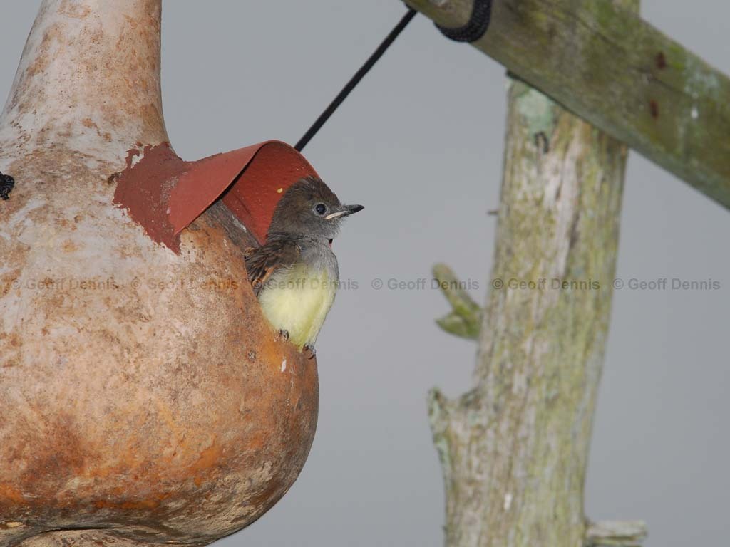 GCFL-AU_Great-crested-Flycatcher