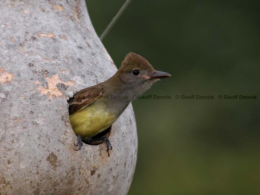 GCFL-AV_Great-crested-Flycatcher