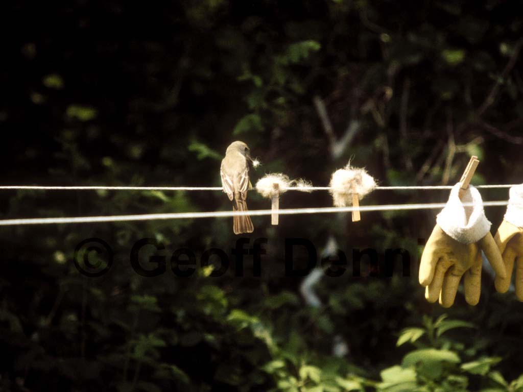 GCFL-AW_Great-crested-Flycatcher