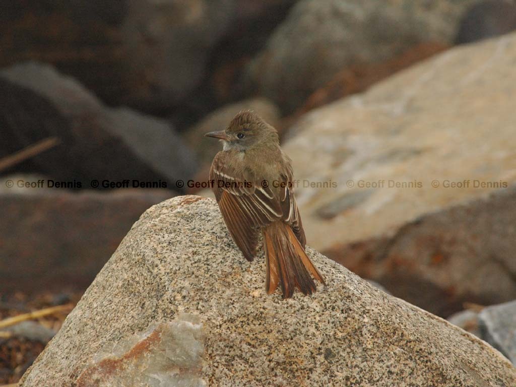 GCFL-AX_Great-crested-Flycatcher