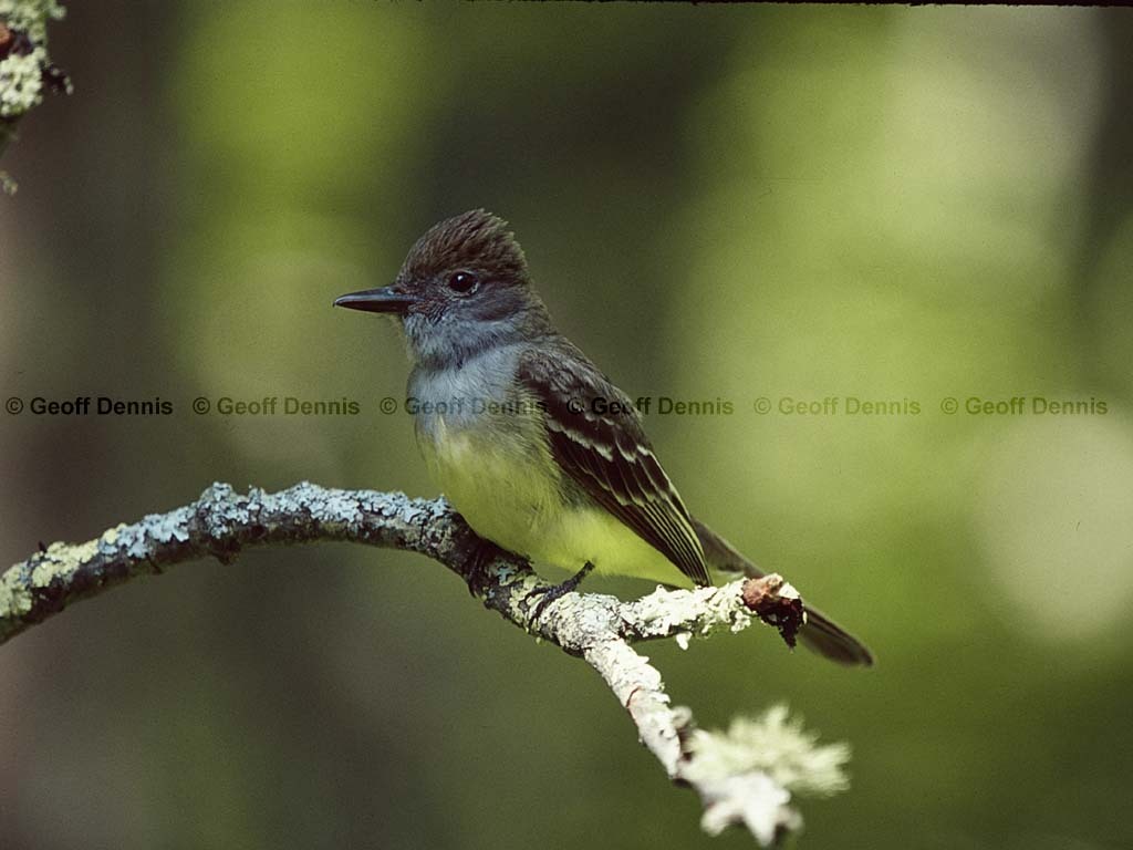 GCFL-AY_Great-crested-Flycatcher