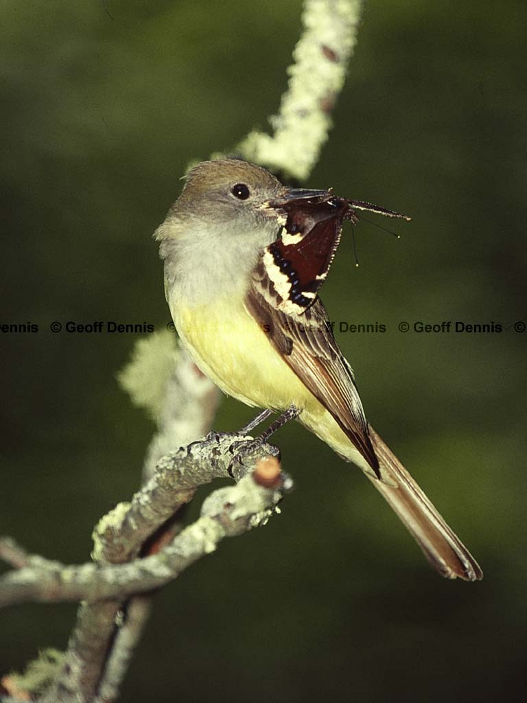 GCFL-AZ_Great-crested-Flycatcher