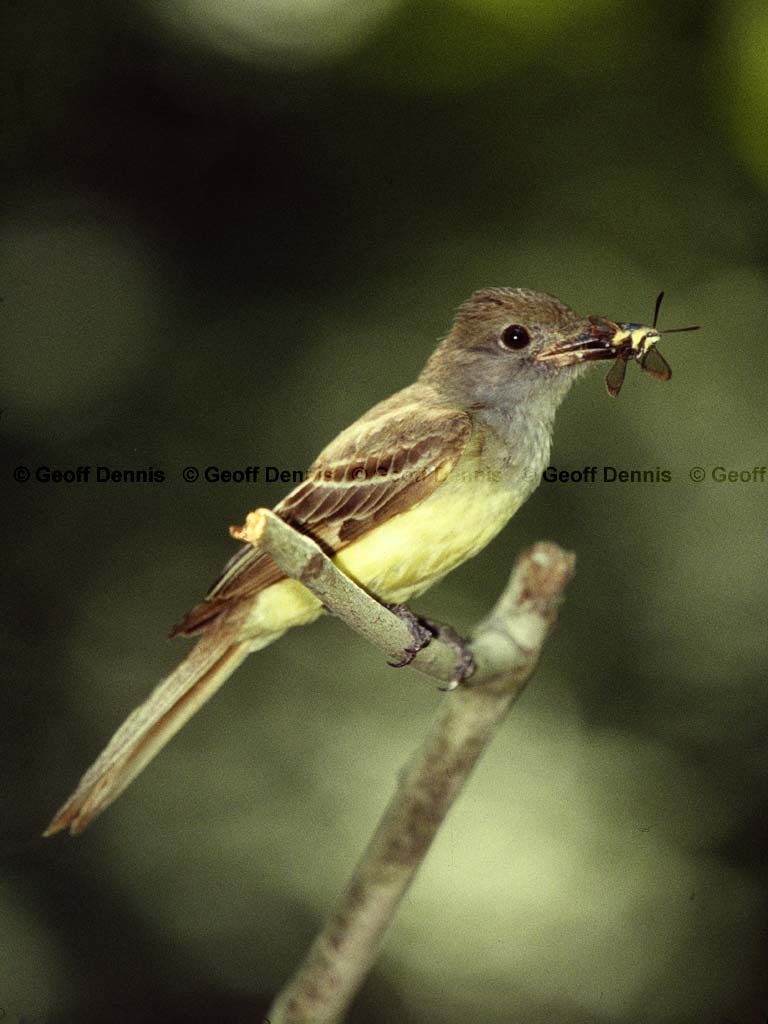 GCFL-BA_Great-crested-Flycatcher