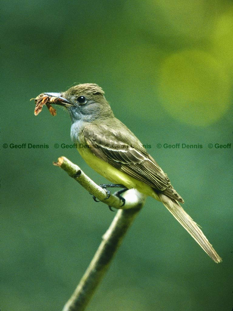 GCFL-BB_Great-crested-Flycatcher