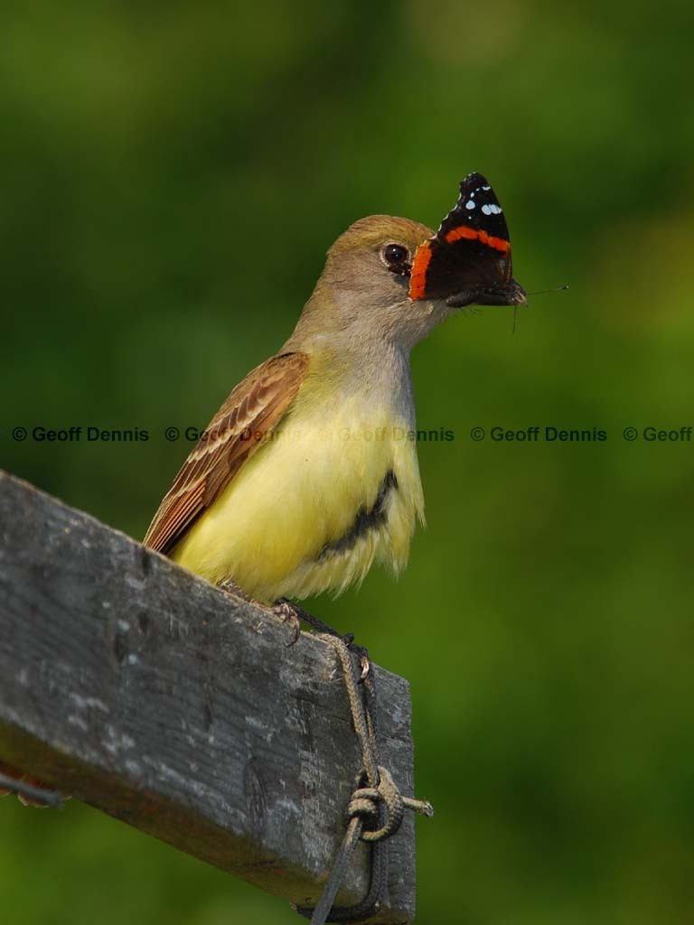 GCFL-BC_Great-crested-Flycatcher