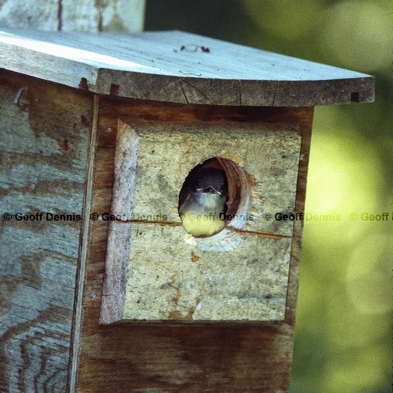 GCFL-BD_Great-crested-Flycatcher