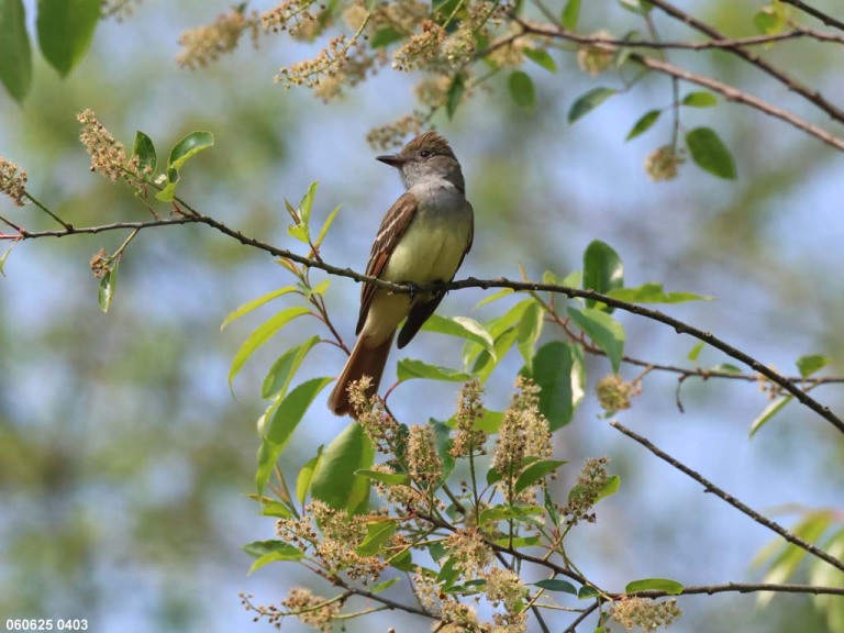 GCFL-BE_Great-crested_Flycatcher
