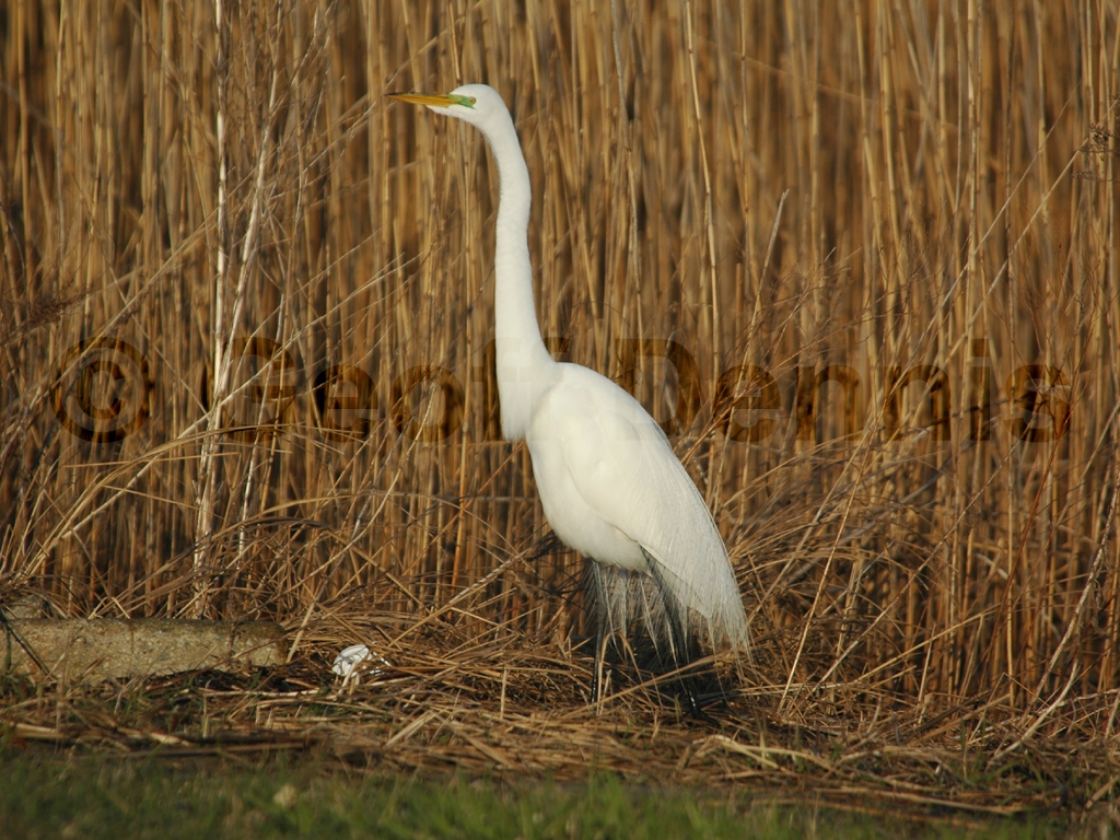 GREG-AA_Great-Egret
