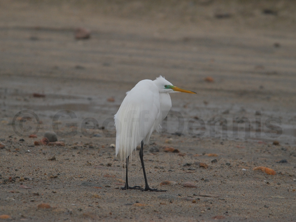 GREG-AB_Great-Egret