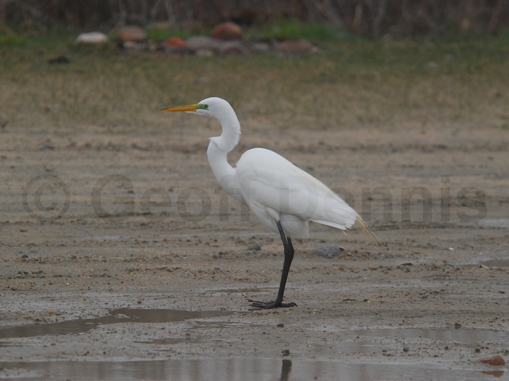 GREG-AC_Great-Egret