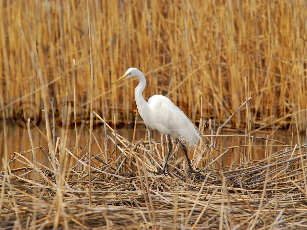 GREG-AD_Great-Egret
