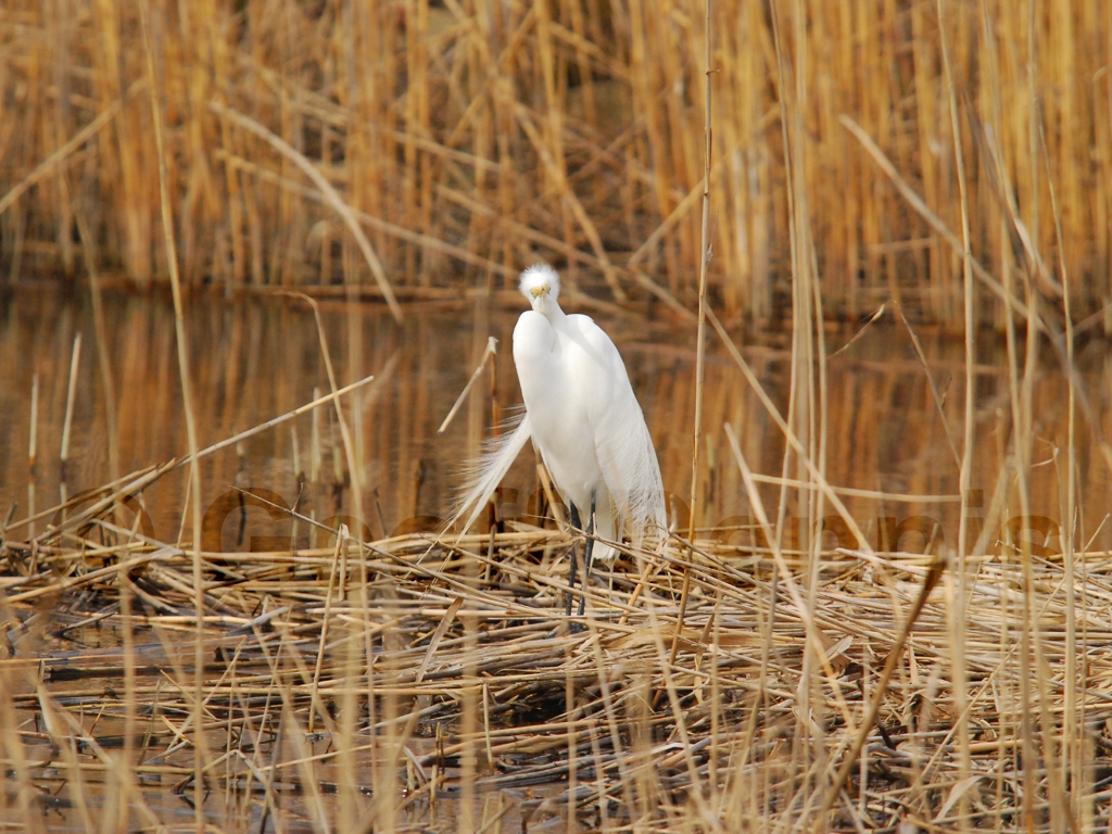 GREG-AE_Great-Egret