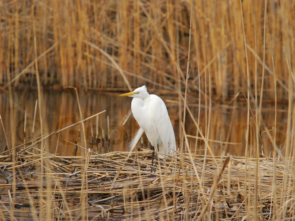 GREG-AF_Great-Egret