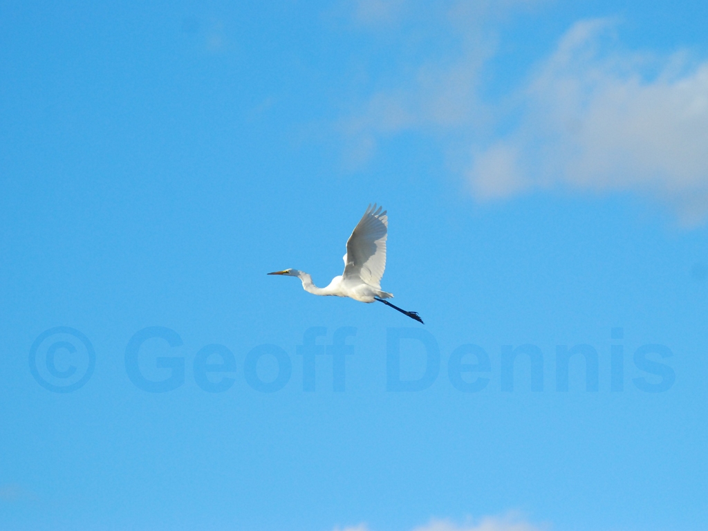 GREG-AH_Great-Egret