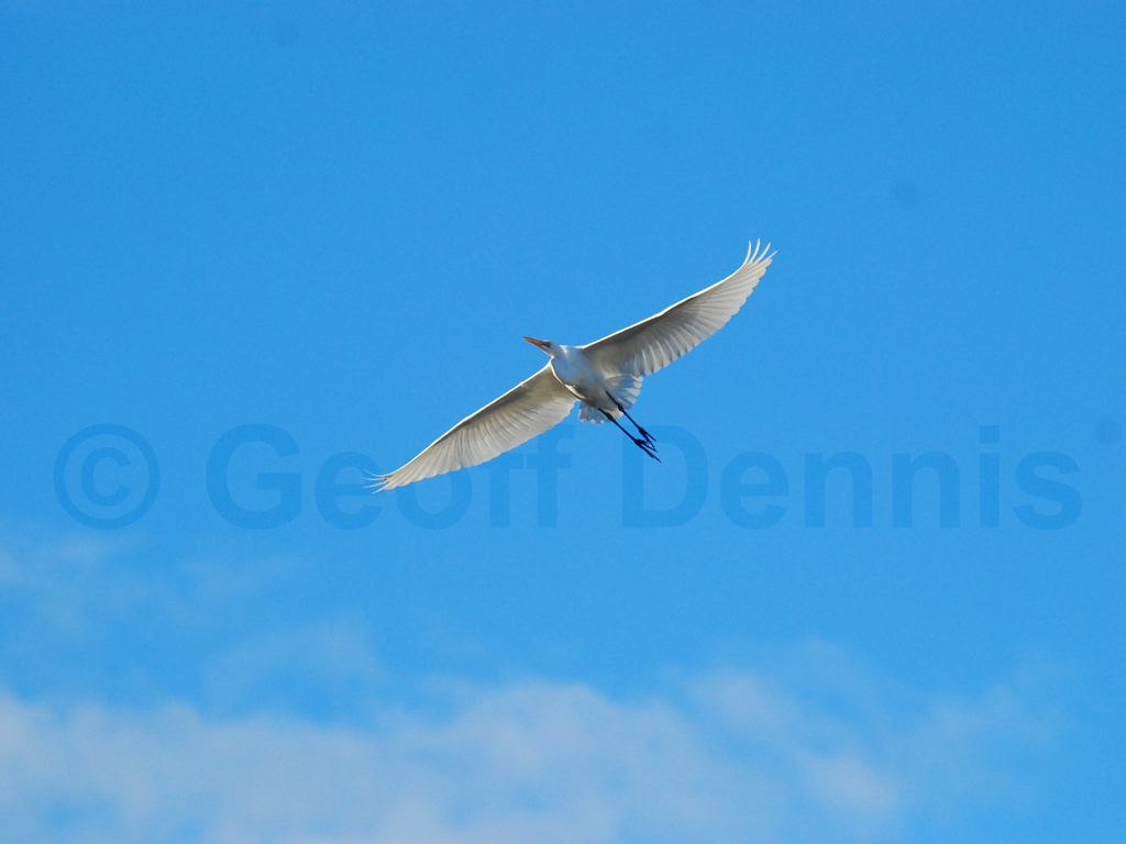 GREG-AI_Great-Egret