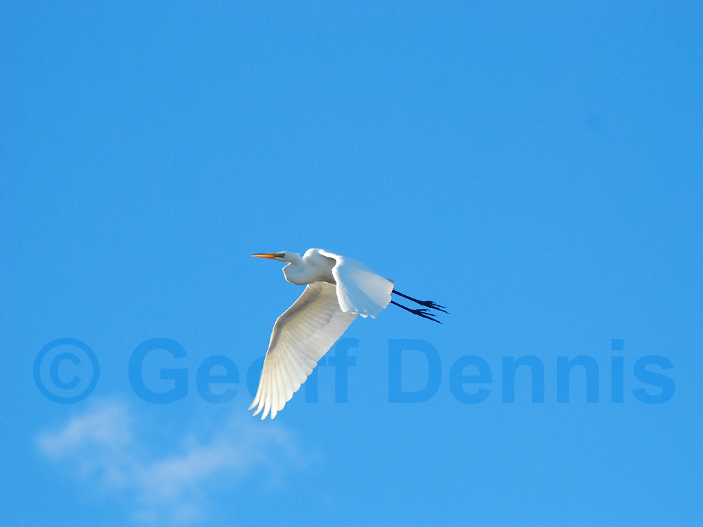 GREG-AJ_Great-Egret