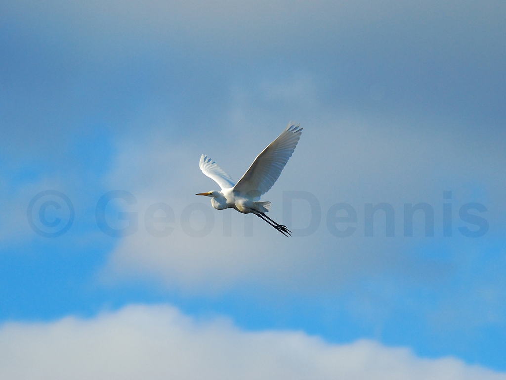 GREG-AK_Great-Egret
